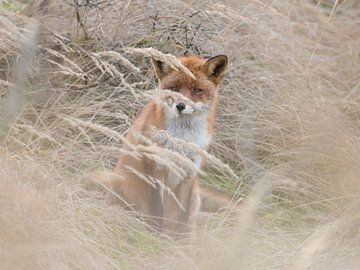 Fuchs im hohen Gras von Wilco Bos