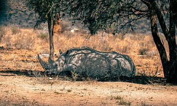 Slapende neushoorn onder een schaduwrijke boom in Namibië van Patrick Groß