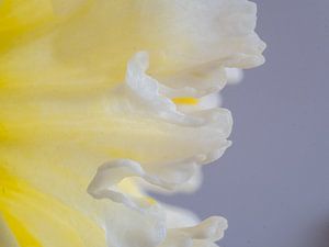 Narcis 01