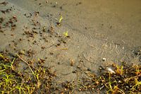 Beach Miniature
