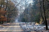 Bevroren bos by Evert Jan Kip thumbnail