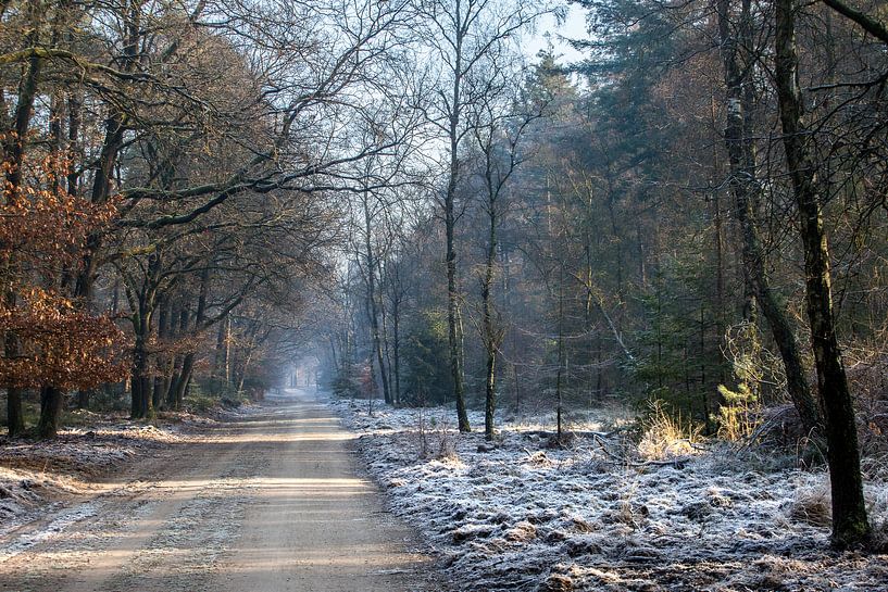 Bevroren bos by Evert Jan Kip