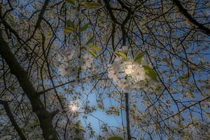 Prachtige bloesem von Moetwil en van Dijk - Fotografie