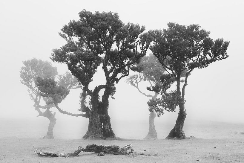 Fanal-Minimalismus von Loris Photography