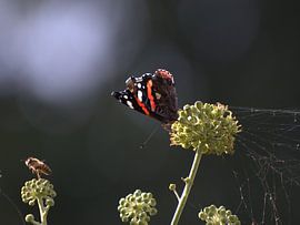 Papillon et abeille sur Dick Mandemaker
