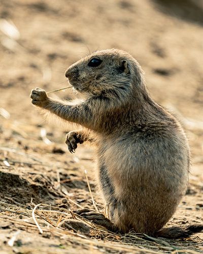 'Smoking' black-tailed prairie dog