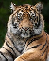 Closeup of a tiger looking straight into the camera
