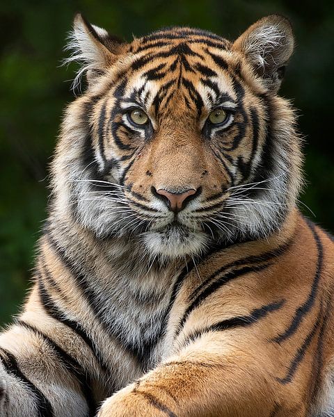 Nahaufnahme eines Tigers, der direkt in die Kamera schaut von Patrick van Bakkum