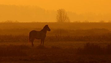 Konik horse in the morning van Anne Koop