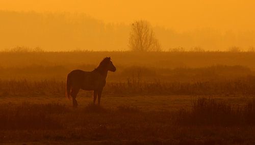 Konik horse in the morning