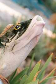 Vissie vissie fish! by Bo Theijs