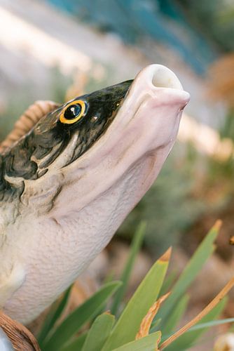 Vissie vissie Fisch!
