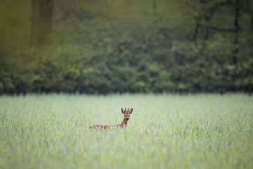 Ree in het groen van YvePhotography