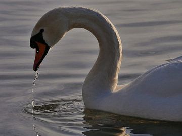 Cygne en mer sur TLPhotography