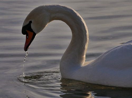 Cygne en mer