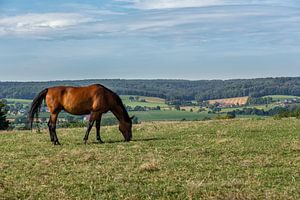 Blick auf die Hügel Südlimburgs