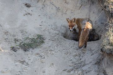 Fuchs und jungtiere 2 von Andius Teijgeler