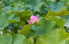 Lotus von Kees Korbee