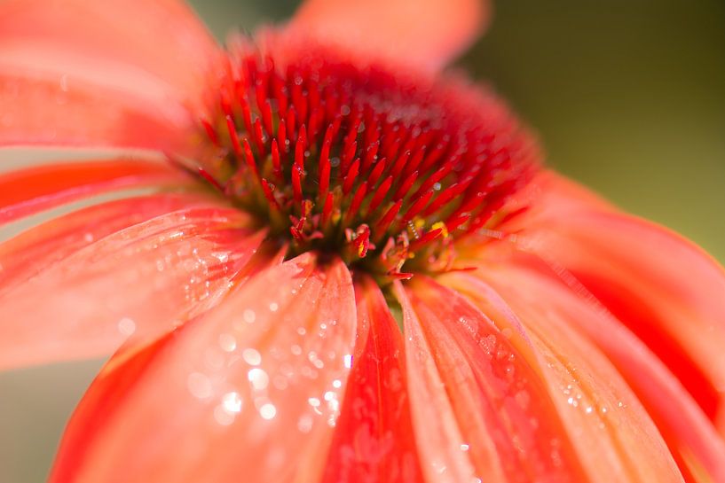 Orange Echinacea von Tania Perneel