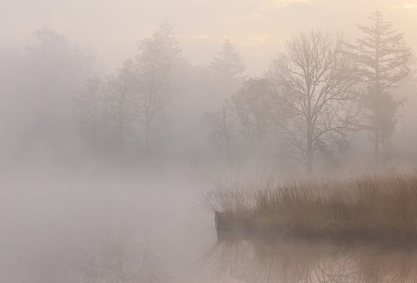 Fog during sunrise Dwingelderveld - Zandveen (Drenthe) Netherlands by Marcel Kerdijk