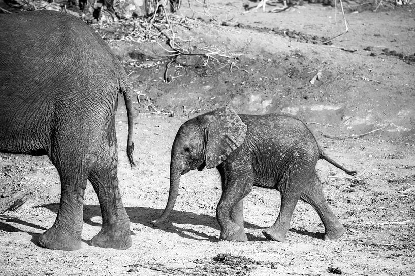 Olifanten in Chobe NP by Henri Kok