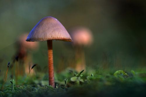 mysterious light on a mushroom