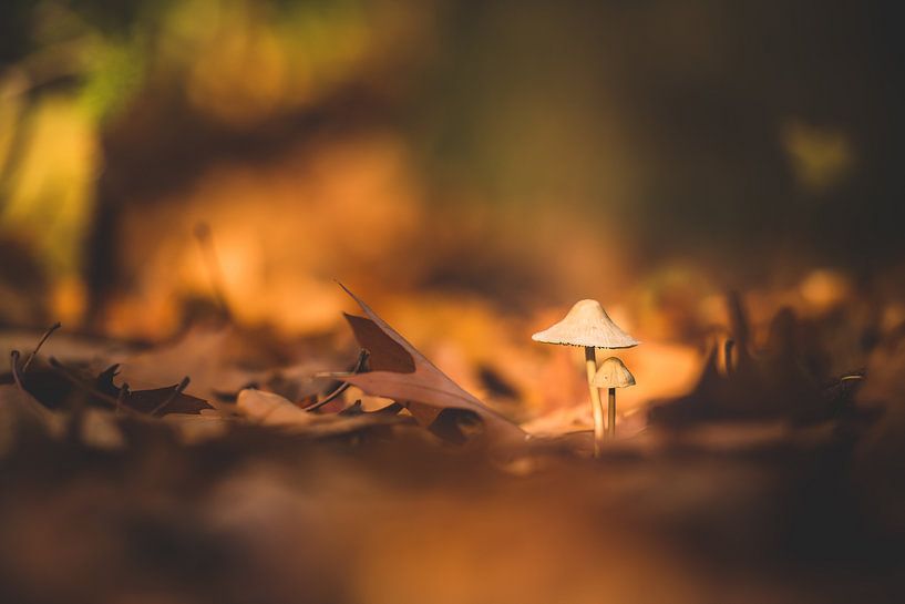 Macro de deux champignons par Inge Smulders