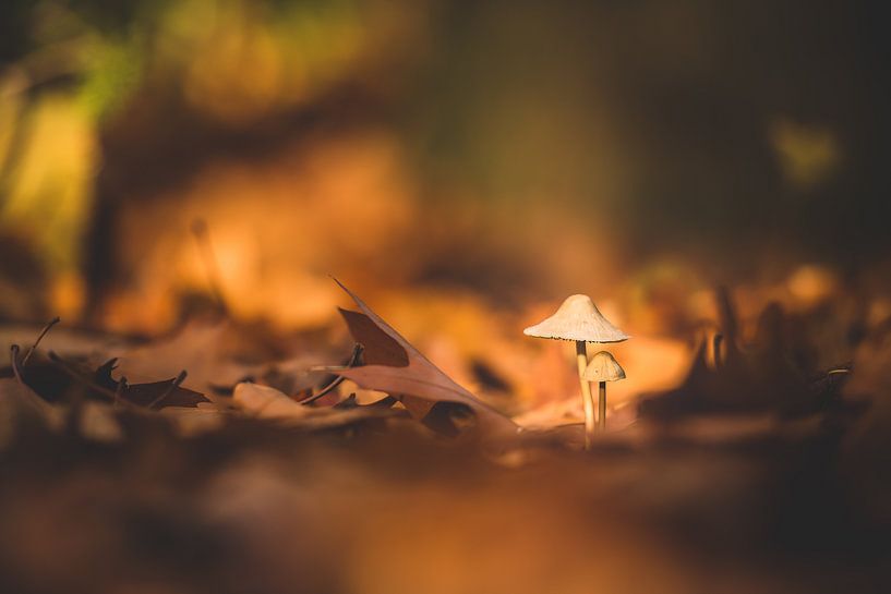 Macro van twee paddenstoelen van Inge Smulders