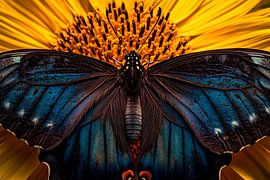 Vlinder op stralende zonnebloem in focus van Poster Art Shop