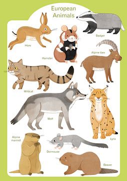 Animals of Europe by Judith Loske