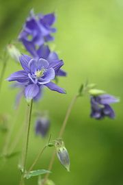 Akelei sauvage dans les dunes près de Heemskerk