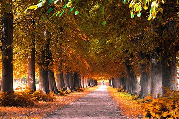 A walk under the leaves van Marc Hollenberg