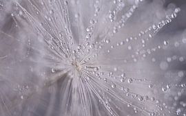 Abstract Lines in Grayscale by Marjolijn van den Berg