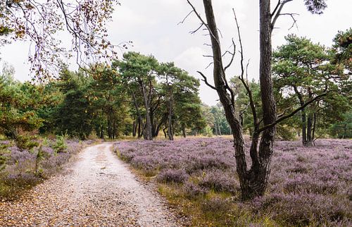 Pad langs een veld met paarse heide in bloei