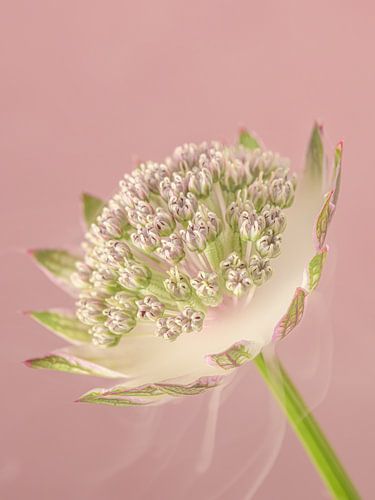 Zarte Romantik – Anmutige Blume, umhüllt von einem leichten Rauchschleier von Marjolijn van den Berg