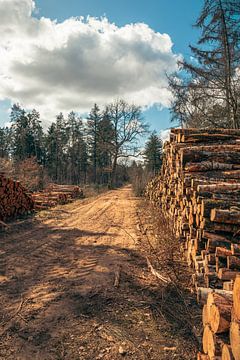 Tree trunks along the dirt track by Artist Impression of Nature