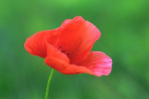 Coquelicot