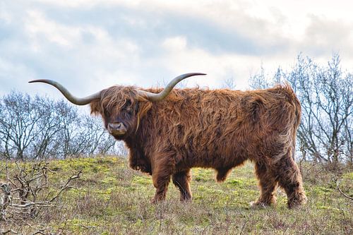 Een Schotse Hooglander