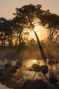 Strabrechtse Heide 233