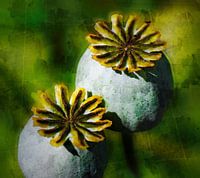Poppy bulb