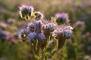 Viooltjes phacelia, phacelia, bijenvriend, tufted beauty van Karina Gebert