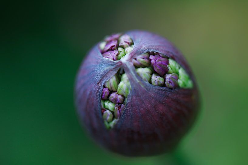 Openbarstende Allium bloem (ui) van Lily Ploeg