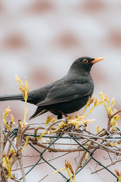 Amsel von Oliver Hackenberg