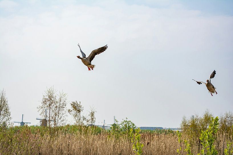 Freedom by Fabian Kleiser