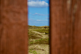 The dunes near The Hague and Scheveningen by Gregor Abbas