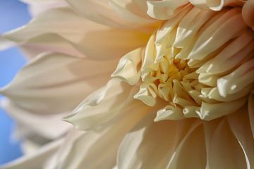 Witte dahlia