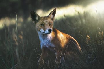 Fox among the grass in the dunes by Jolanda Aalbers