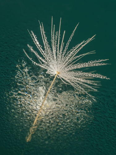Petrol with droplets – Elegant flounce with an abstract reflection