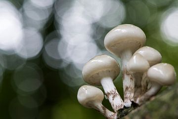 groepje porseleinzwammen in het bos van Bianca Fortuin