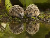 Hedgehogs at the water's edge by Jan Dolfing thumbnail